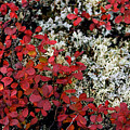Blueberry and Lichen