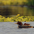 Mama Loon
