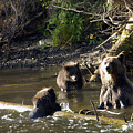 Yeti Photography - Mamma Grizz