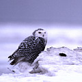Snowy Owl on ice