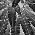 Yeti Photography - IR Fern