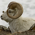 Yeti Photography - Proud Guy
