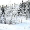 Yeti Photography - Winter Trees